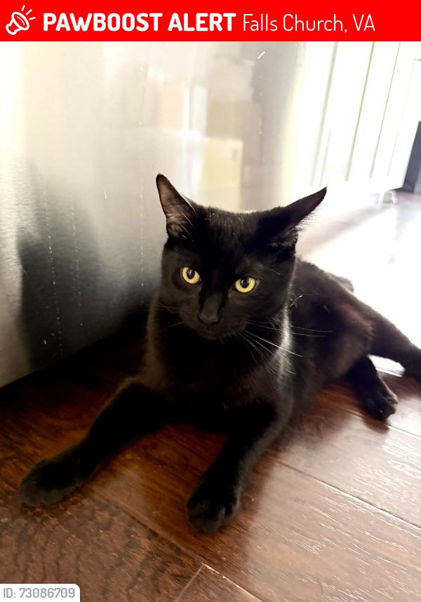 Lost Male Cat last seen Sportsman Dr and Lisle dr, Falls Church, VA 22043