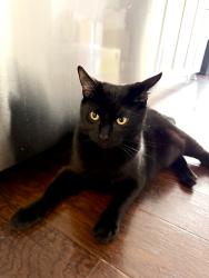 Lost Male Cat last seen Sportsman Dr and Lisle dr, Falls Church, VA 22043