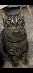 Lost Female Cat last seen Hope Valley Road, Willow Bridge Drive, Durham, NC 27707
