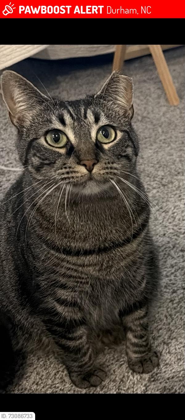 Lost Female Cat last seen Hope Valley Road, Willow Bridge Drive, Durham, NC 27707