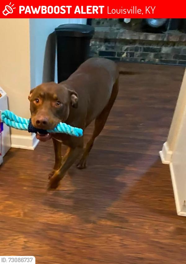 Lost Male Dog last seen McNeely Lake South, Louisville, KY 40229