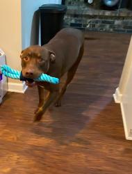 Lost Male Dog last seen McNeely Lake South, Louisville, KY 40229