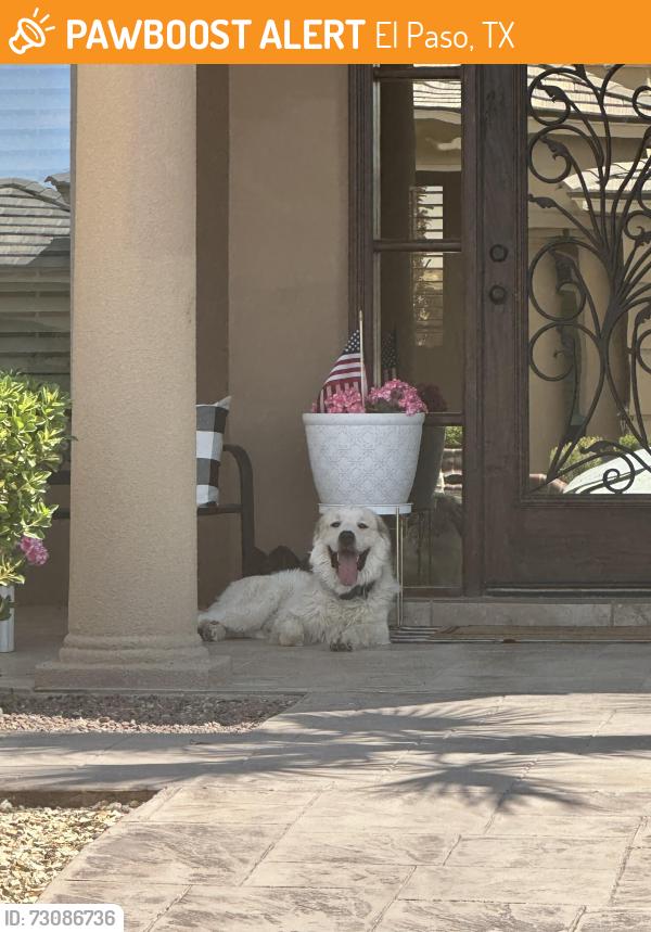 Found/Stray Male Dog last seen Rainbow Point Dr and Richbeem, El Paso, TX 79938