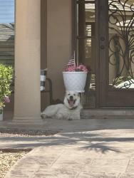 Found/Stray Male Dog last seen Rainbow Point Dr and Richbeem, El Paso, TX 79938