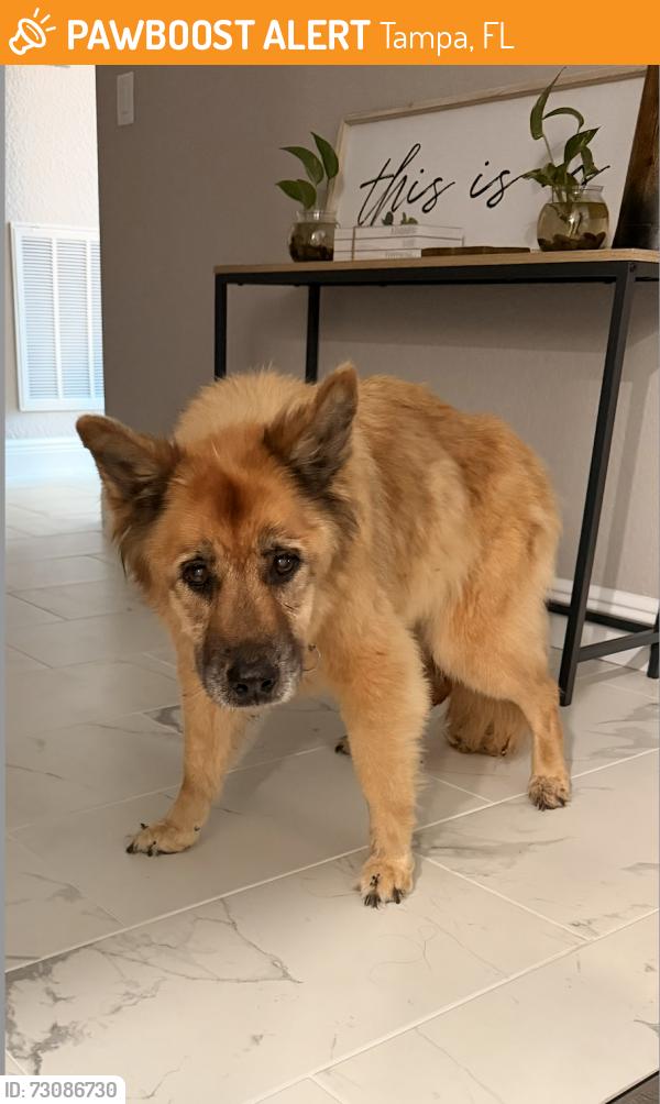 Found/Stray Unknown Dog last seen EHRLICH AND GUNN HWY, Tampa, FL 33625
