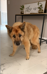 Found/Stray Unknown Dog last seen EHRLICH AND GUNN HWY, Tampa, FL 33625