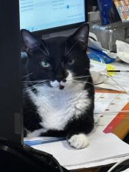 Reunited Male Cat last seen Slate Oaks Lane and Majestic Falls Dr. , Richmond, TX 77469