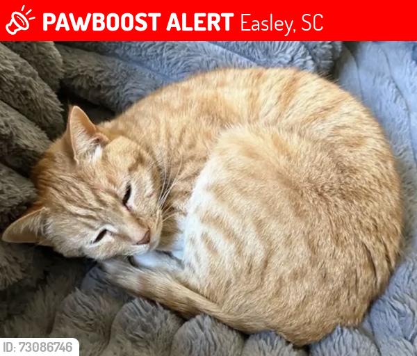 Lost Male Cat last seen Dollar General, Easley, SC 29641