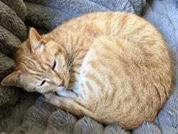 Lost Male Cat last seen Dollar General, Easley, SC 29641