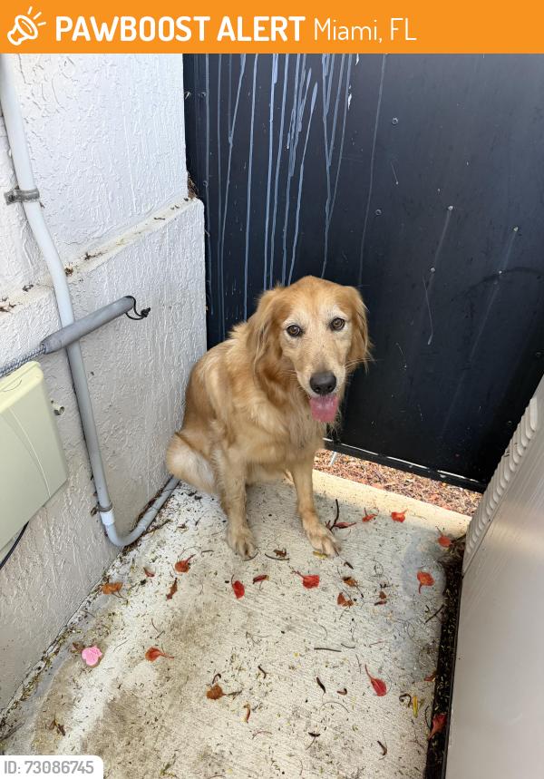 Found/Stray Unknown Dog last seen Sw 22nd Ave, Miami, FL 33145