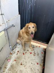 Found/Stray Unknown Dog last seen Sw 22nd Ave, Miami, FL 33145