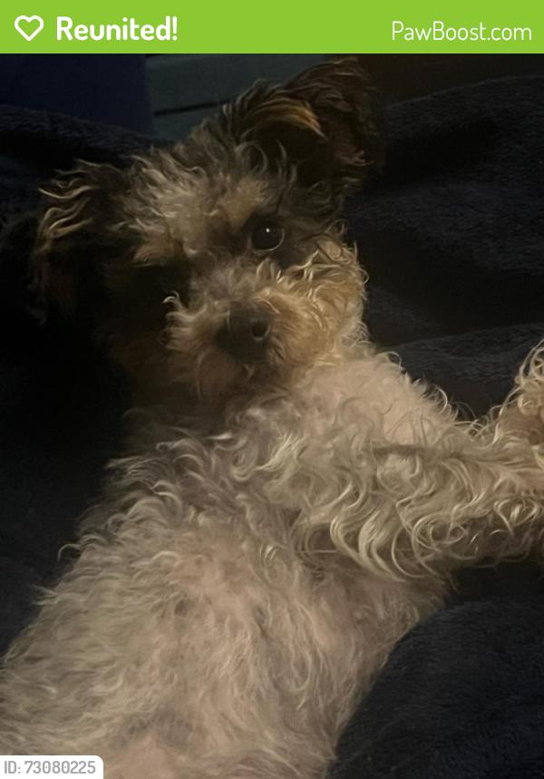 Reunited Female Dog last seen Campbell & Diversey , Chicago, IL 60647