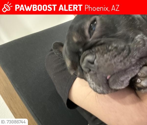 Lost Male Dog last seen 40th and northern, Phoenix, AZ 85051