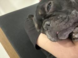 Lost Male Dog last seen 40th and northern, Phoenix, AZ 85051