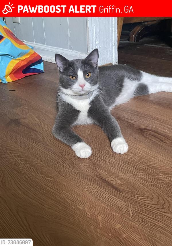 Lost Female Cat last seen High Falls Rd & Searcy Ave, Griffin, GA 30224
