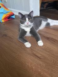 Lost Female Cat last seen High Falls Rd & Searcy Ave, Griffin, GA 30224