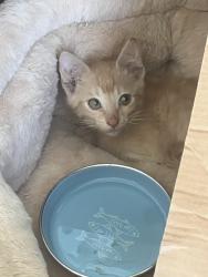 Reunited Male Cat last seen Near town park Dr, Houston, TX 77036