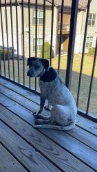 Reunited Male Dog last seen Burgess rd and whiteoak, Brent, FL 32503