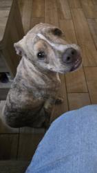 Found/Stray Female Dog last seen Sw 89th and Santa Fe, Oklahoma City, OK 73139