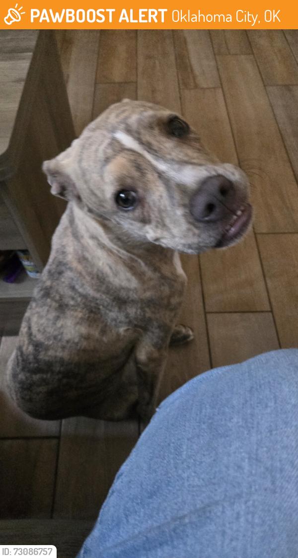 Found/Stray Female Dog last seen Sw 89th and Santa Fe, Oklahoma City, OK 73139