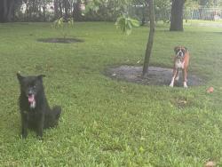 Reunited Unknown Dog last seen SW 136 Ave & SW 26 st, Davie, FL 33330