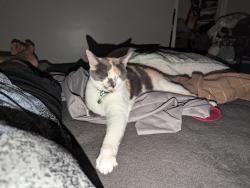 Lost Female Cat last seen Vicky Dr, Whittier, CA 90606