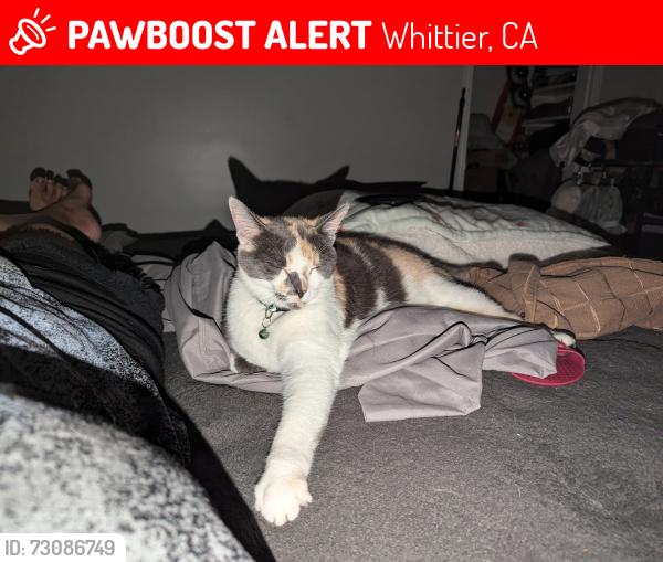 Lost Female Cat last seen Vicky Dr, Whittier, CA 90606