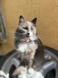 Lost Female Cat last seen 102nd st, Los Angeles, CA 90044