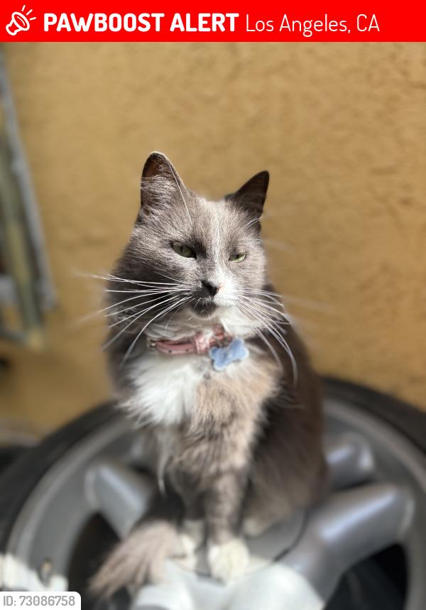 Lost Female Cat last seen 102nd st, Los Angeles, CA 90044