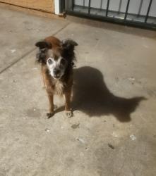 Lost Female Dog last seen 67th Ave and Camelback Rd, Phoenix, AZ 85033