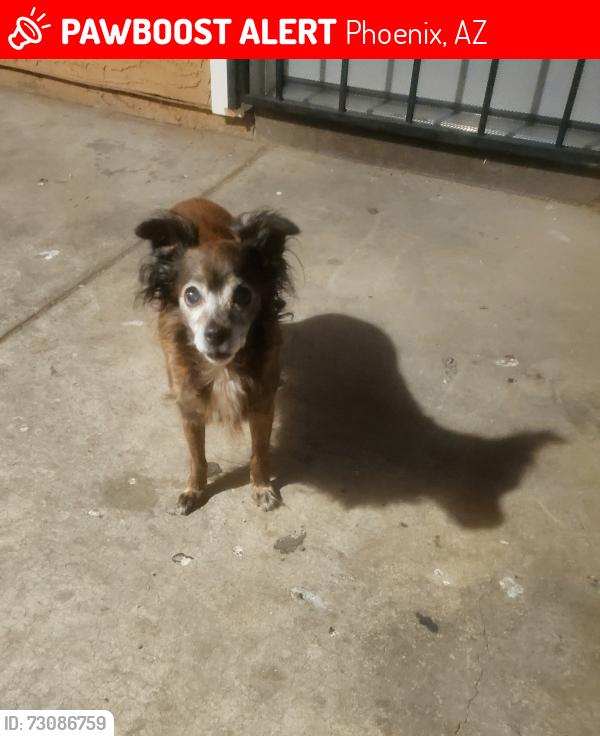 Lost Female Dog last seen 67th Ave and Camelback Rd, Phoenix, AZ 85033