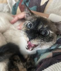 Lost Female Cat last seen Rigger, Agoura Hills, CA 91301