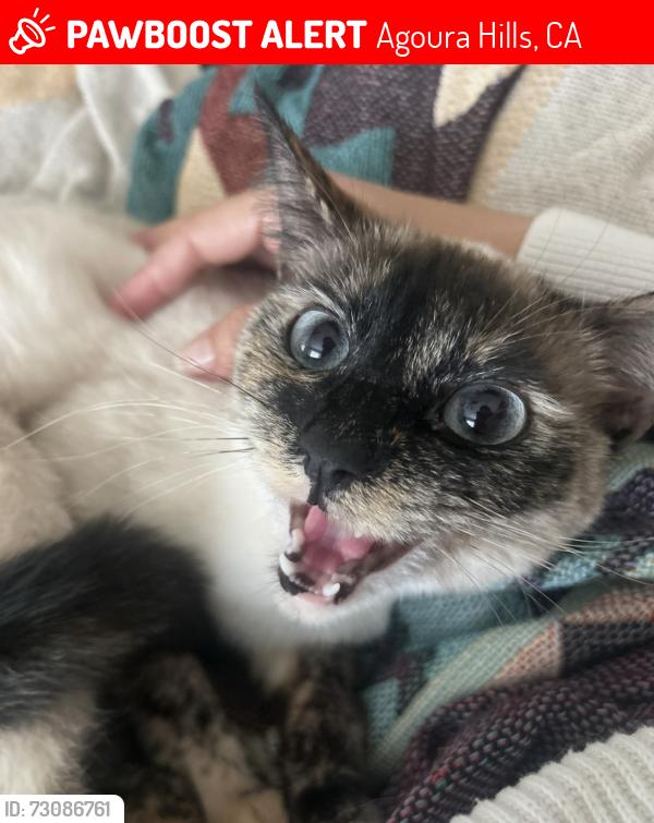 Lost Female Cat last seen Rigger, Agoura Hills, CA 91301