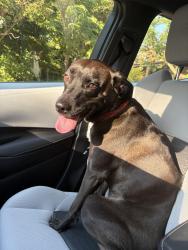 Reunited Male Dog last seen Lacrosse and west Moreland, Swissvale, PA 15218