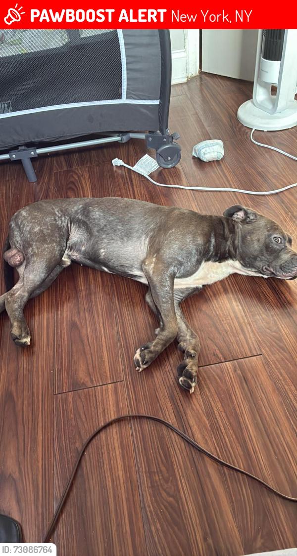 Lost Male Dog last seen West 155th st, New York, NY 10031