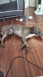 Lost Male Dog last seen West 155th st, New York, NY 10031