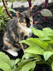 Reunited Female Cat last seen Bruce park, Hamilton, ON L9A 3L8