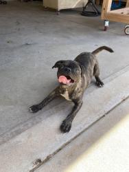 Reunited Male Dog last seen Unser and western trail, Albuquerque, NM 87120