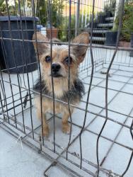 Found/Stray Male Dog last seen Firethorn st, Palmdale, CA 93550