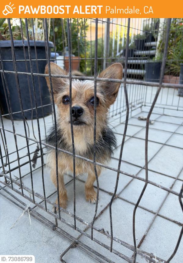 Found/Stray Male Dog last seen Firethorn st, Palmdale, CA 93550