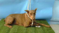 Shelter Stray Female Dog last seen , 216 W Victoria St, Gardena, CA 90248, USA