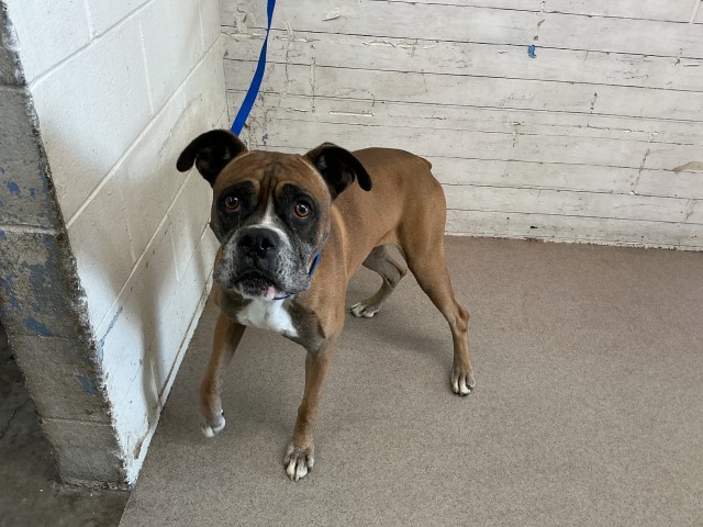 Shelter Stray Male Dog last seen PALM AND IRVINGTON, 333 Chandler Pl, San Bernardino, CA 92408, USA