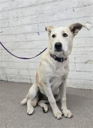 Shelter Stray Female Dog last seen 2ND AND LUGO, 333 Chandler Pl, San Bernardino, CA 92408, USA