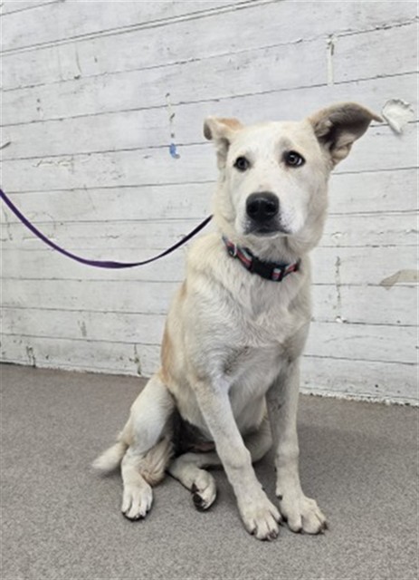 Shelter Stray Female Dog last seen 2ND AND LUGO, 333 Chandler Pl, San Bernardino, CA 92408, USA