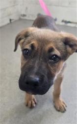 Shelter Stray Male Dog last seen , 333 Chandler Pl, San Bernardino, CA 92408, USA