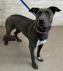 Shelter Stray Female Dog last seen 6TH ST X N WATERMAN AVE, 333 Chandler Pl, San Bernardino, CA 92408, USA
