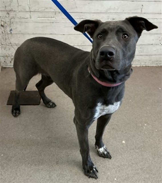 Shelter Stray Female Dog last seen 6TH ST X N WATERMAN AVE, 333 Chandler Pl, San Bernardino, CA 92408, USA