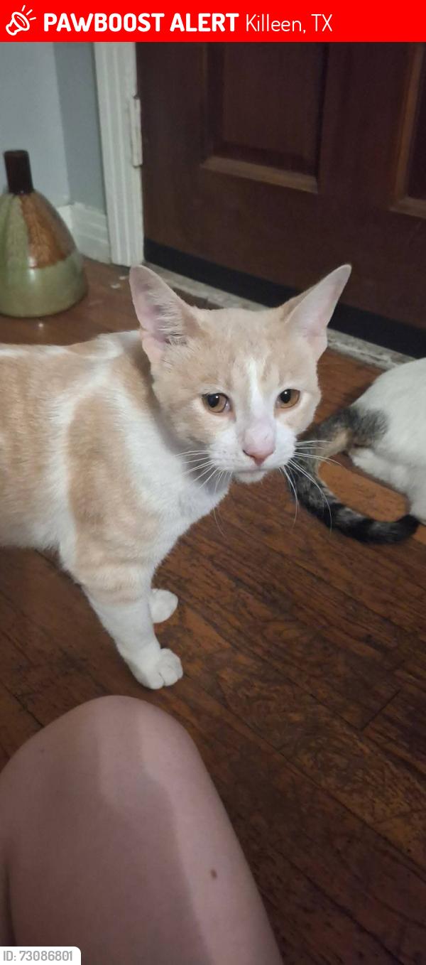 Lost Male Cat last seen Conder park, Killeen, TX 76541