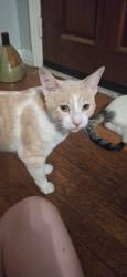 Lost Male Cat last seen Conder park, Killeen, TX 76541