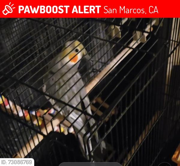 Lost Male Bird last seen Craven Rd, San Marcos, CA 92078